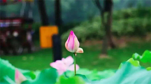 Ӣʫҿ.jpg