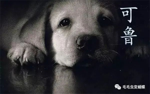 Ƽһ.jpg